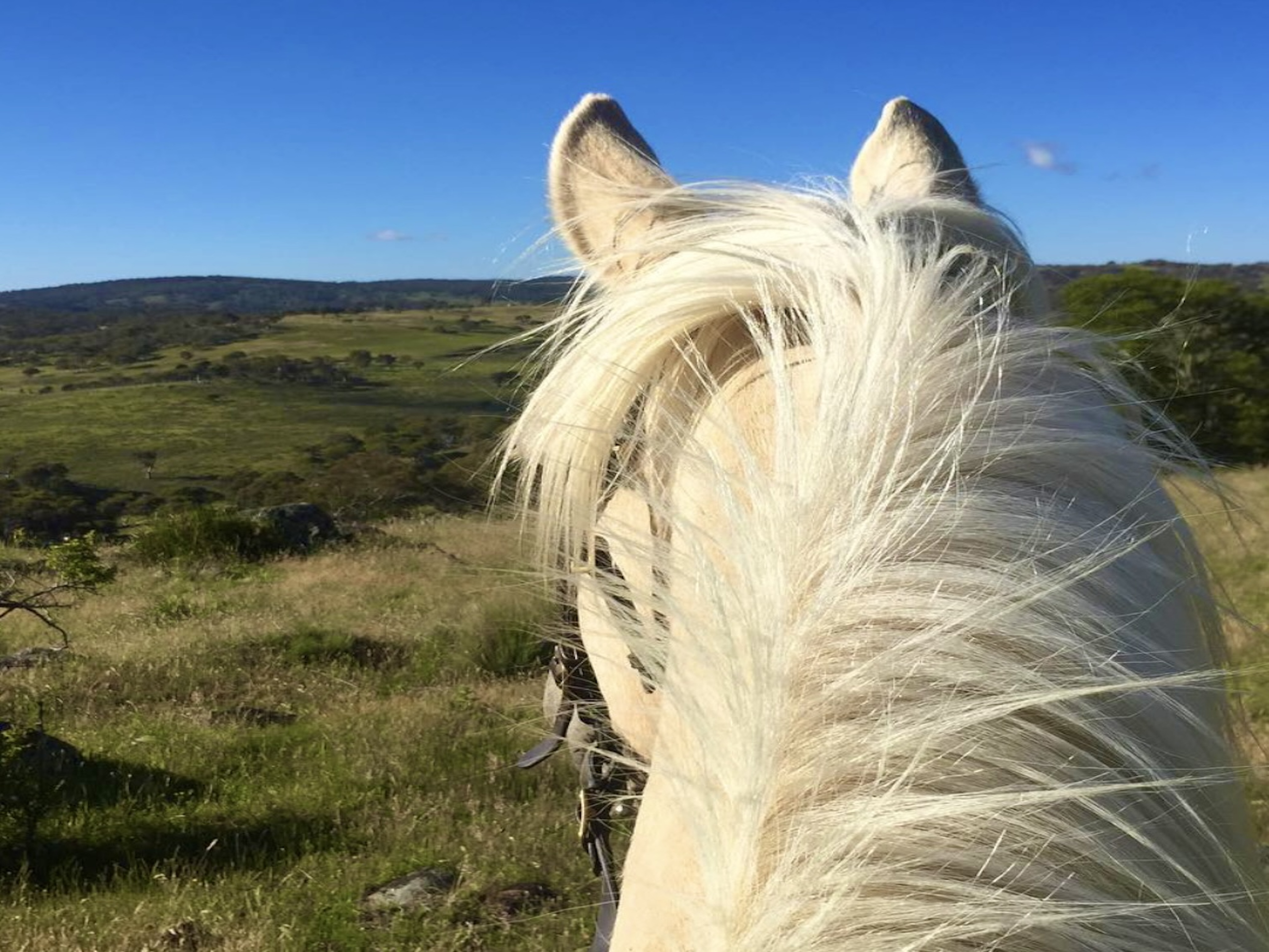 Thredbo Valley Horseriding
